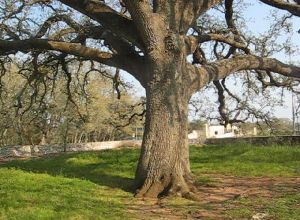 Tricase - via provinciale per Tricase Porto - Uno scorcio della Quercia Vallonea (Secolo XII)